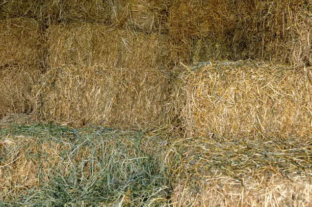 Bales Of Hay In Stable