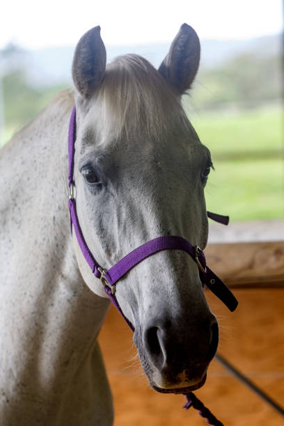 흰 말의 초상화 - horse white horse animal head horse racing 뉴스 사진 이미지