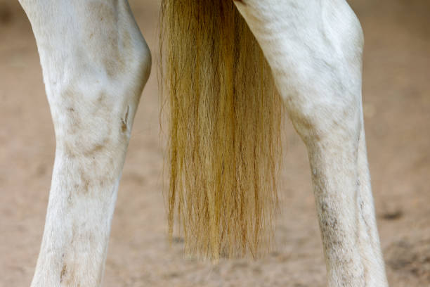 Close Up View Of Horses Legs And Tail