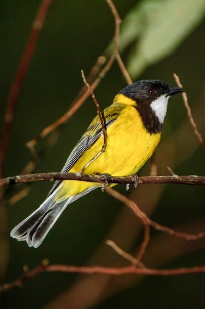 istock Australian golden whistler (Pachycephala pectoralis) 1139811376