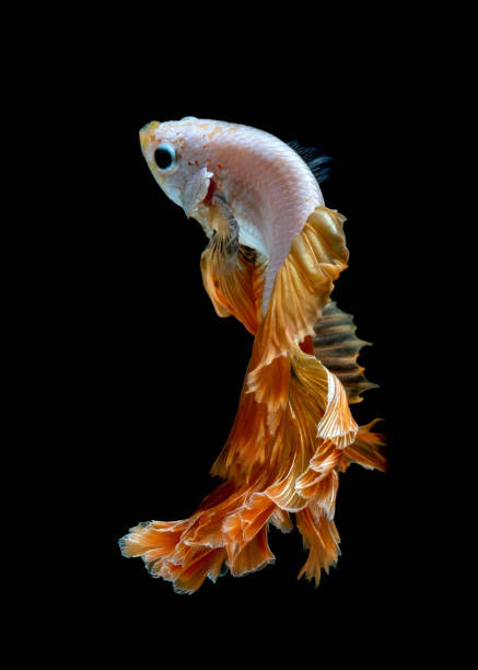istock Betta fish Fight in the aquarium 1139812443