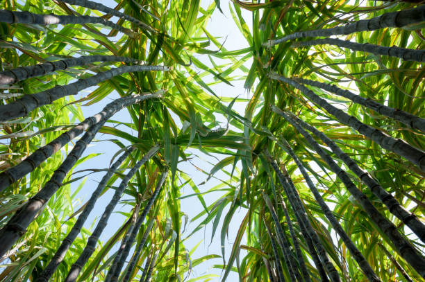 istock Sugarcane plants growing at field 1139813846