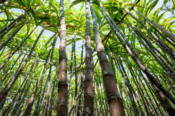 istock Sugarcane plants growing at field 1139813887