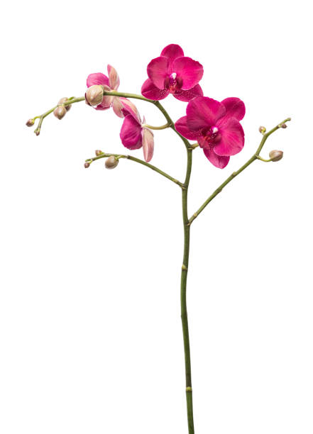 istock Orchid flowers isolated 1139814822