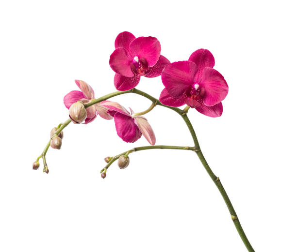 istock Orchid flowers isolated 1139814825