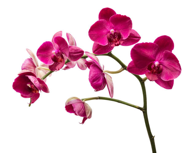 istock Orchid flowers isolated 1139814860