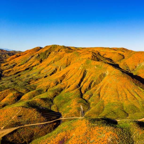 istock California wildflowers 1139814913