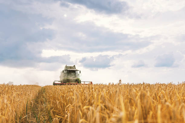 istock Combine harvester working on a wheat field. Harvesting wheat. 1139815007