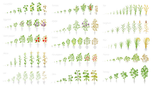 illustrations, cliparts, dessins animés et icônes de plante agricole, animation du jeu de croissance. concombre tomate aubergine poivre grain de maïs et beaucoup d’autres. vecteur montrant les plantes de croissance de progression. stades de croissance plantation. - concombre