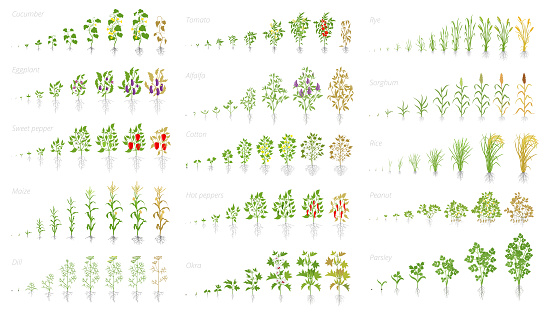 Agricultural plant, growth set animation. Cucumber tomato eggplant pepper corn grain and many other. Vector showing the progression growing plants. Growth stages planting flat stock clipart.