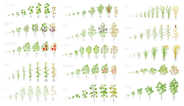 Agricultural plant, growth set animation. Cucumber tomato eggplant pepper corn grain and many other. Vector showing the progression growing plants. Growth stages planting. Agricultural plant, growth set animation. Cucumber tomato eggplant pepper corn grain and many other. Vector showing the progression growing plants. Growth stages planting flat stock clipart. crop plant illustrations stock illustrations