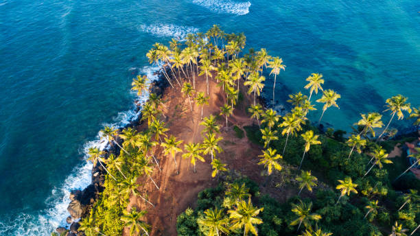 Aerial view of coconut trees at seaside the morning,Sri lanka Aerial view of coconut trees at seaside the morning,Sri lanka southern sri lanka stock pictures, royalty-free photos & images