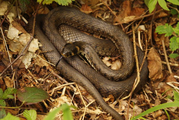 istock Grass snake / Natrix natrix. Bieszczady Mountains. Poland 1139817979