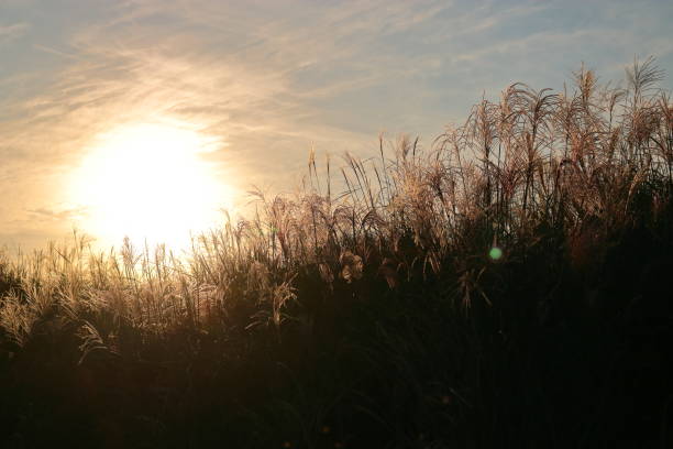 istock Ye Rae Ecological Park, park, Ecology, 1139817997