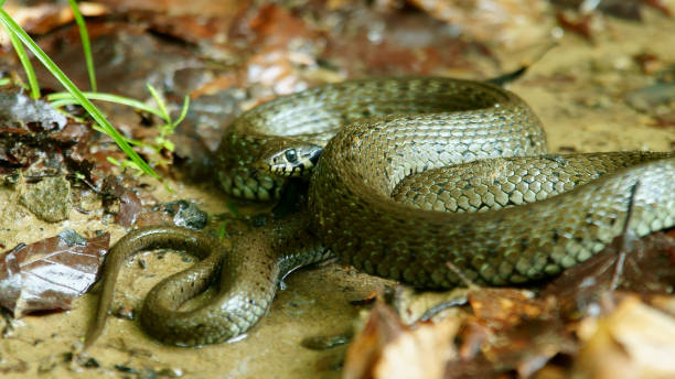 istock Grass snake / Natrix natrix. Bieszczady Mountains. Poland 1139818137
