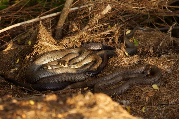 Beautiful backgrounds with amphibians and reptiles in their natural habitat