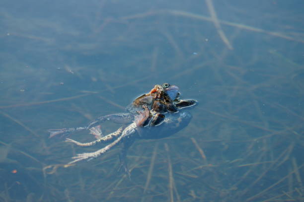 istock Brown frogs in the water during the spring mating season. 1139819182