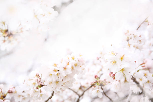 istock beautiful background of cherry blossom 1139819709