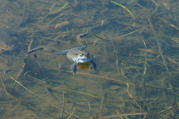 istock Brown frogs in the water during the spring mating season. 1139820214
