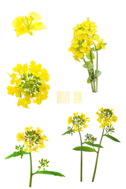 flowers of rapeseed on a white background - japanese mustard imagens e fotografias de stock