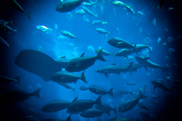istock Fish in the aquarium 1139820564
