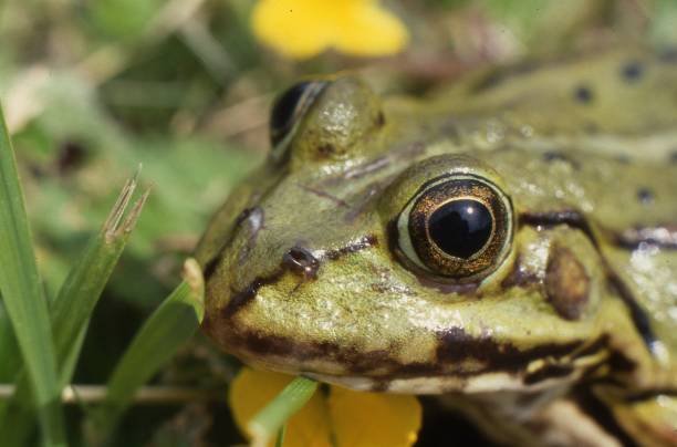 istock Edible frog (Pelophylax kl. esculentus). Frog in the water during spring mating 1139821371