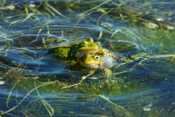 istock Edible frog (Pelophylax kl. esculentus). Frog in the water during spring mating 1139821599