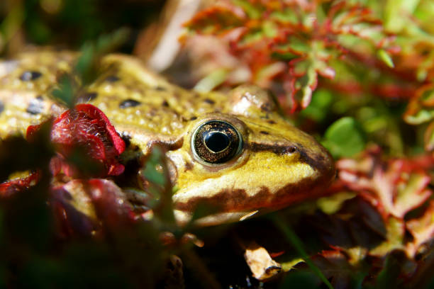 istock Edible frog (Pelophylax kl. esculentus). Frog in the water during spring mating 1139821631