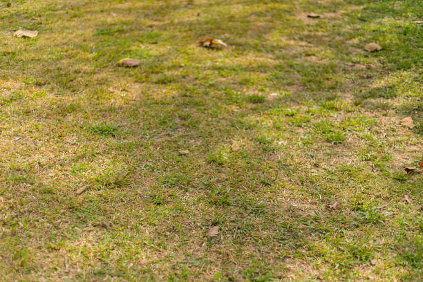 istock Leaves on the grass garden 1139822504