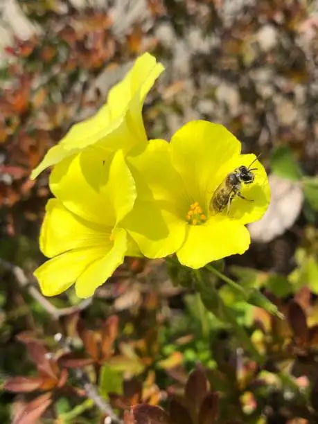 Photo of Yellow Oxalis and Bee.