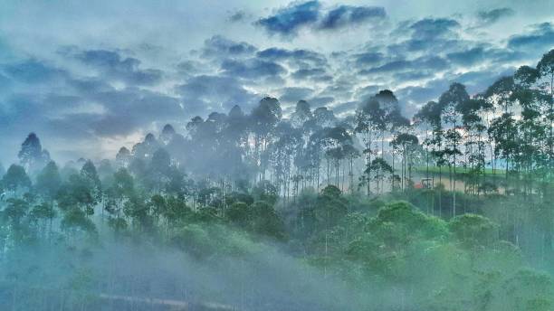 munnar - munnar imagens e fotografias de stock