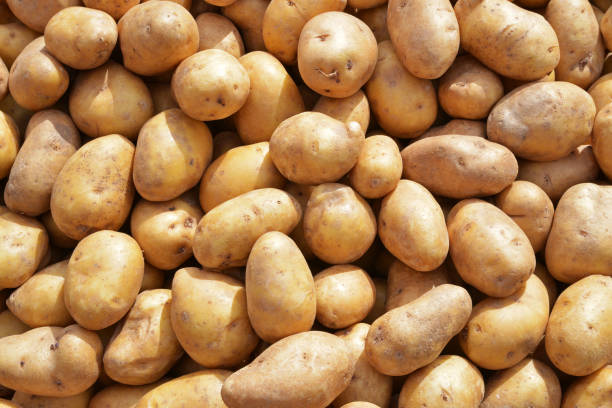 istock pile of potatoes 1139824556