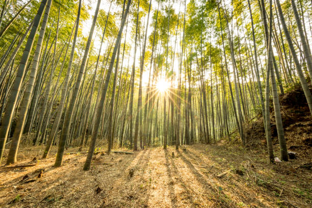 el crecimiento de bambú, mira desde abajo - giant bamboo fotografías e imágenes de stock