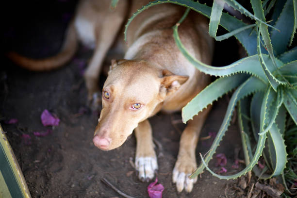 A large dog of light brown color sits on a flower bed next to a bush of aloe
