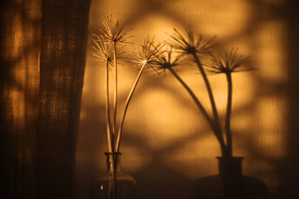 Bottle with dry stalks of plants on the background of the wall with the shadow of the window with a lattice