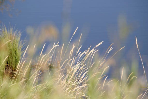 спокойная и мирная сцена - сухая трава и вода на расстоянии - alberta prairie autumn field стоковые фото и изображения