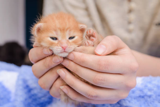 istock The little orange kitten in his hands 1139829097