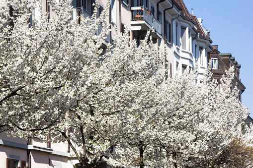Blooming white cherry trees along the street in an urban area - friendly living environment and life quality