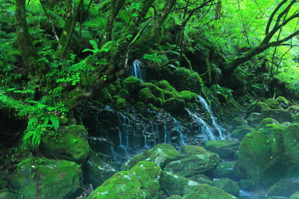 istock Akita Prefecture Summer Waterfall 1139838592