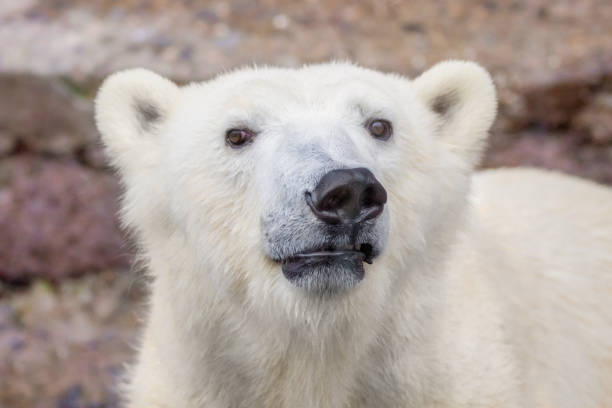 istock muzzle of a wild animal polar bear 1139838809