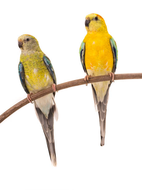 istock male and female parrot (haematonotus psephotus) isolated on white 1139839050