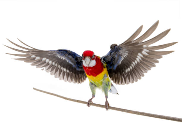 istock parrot Rosella parrot in flight isolated on white 1139839051