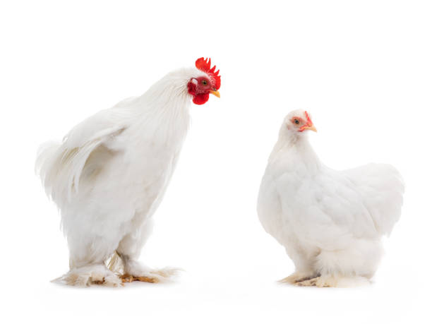 istock male and female white hen isolated on white 1139839090