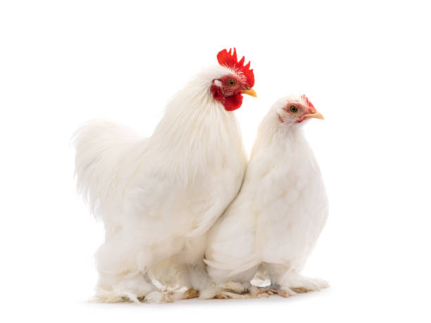 istock male and female white hen isolated on white 1139839092