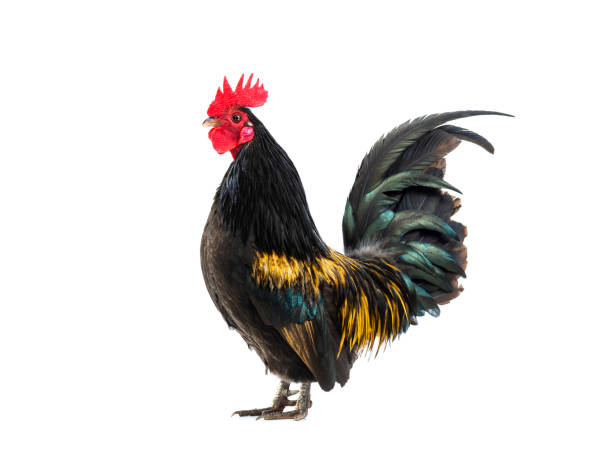 istock black rooster - orange isolated on white 1139839745
