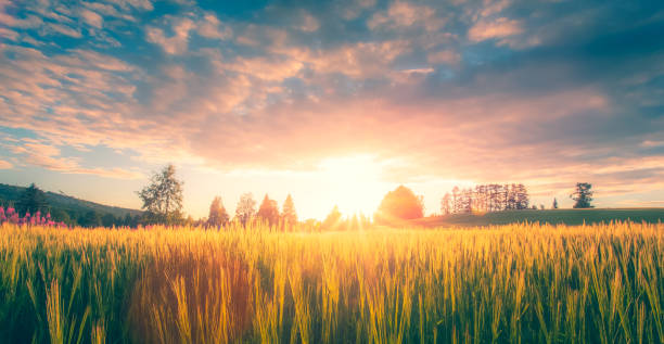 석양의 핀란드어 보 리 밭. 사진 제공-핀란드, 솟 카 모 - oat farm grass barley 뉴스 사진 이미지