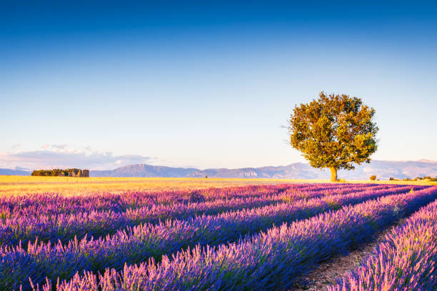 istock Valensole Lavender in Provence, France 1139841464