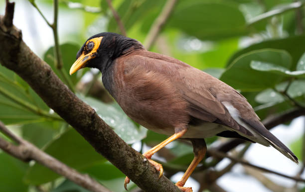istock Close up Mynah Bird Perched on a Branch Isolated on Nature Background, Selective Focus at Feather 1139841533