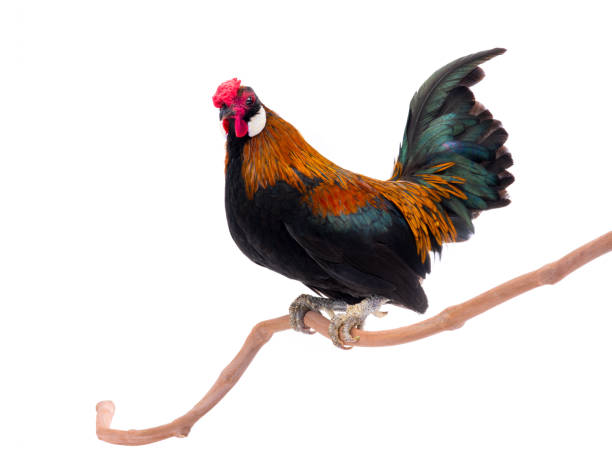 istock bantamu rooster sitting on a tree branch isolated on white 1139842694