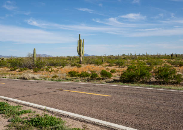 istock Saguaro Cactus Highway Landscape, Arizona 1139842855